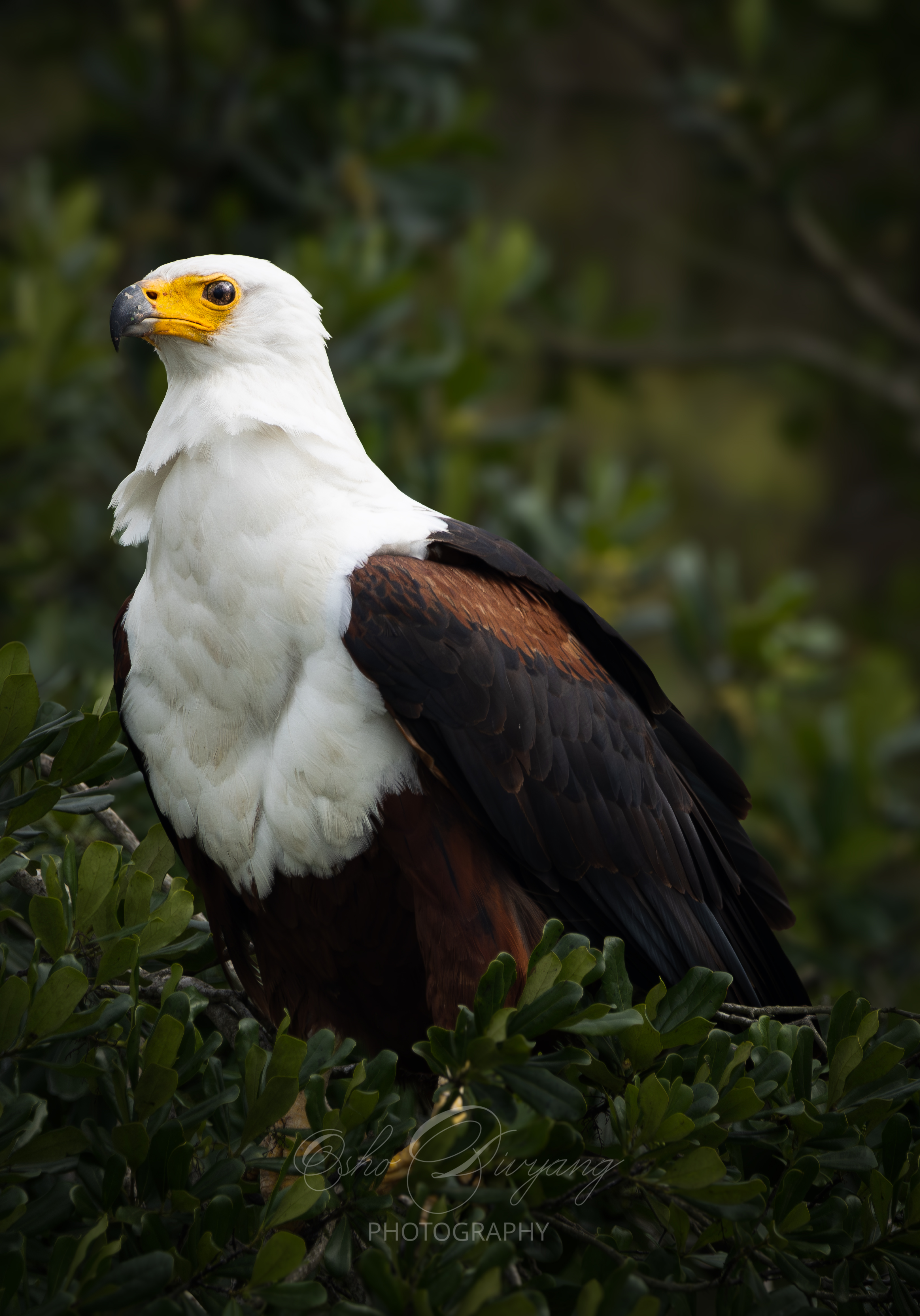 African Fish Eagle