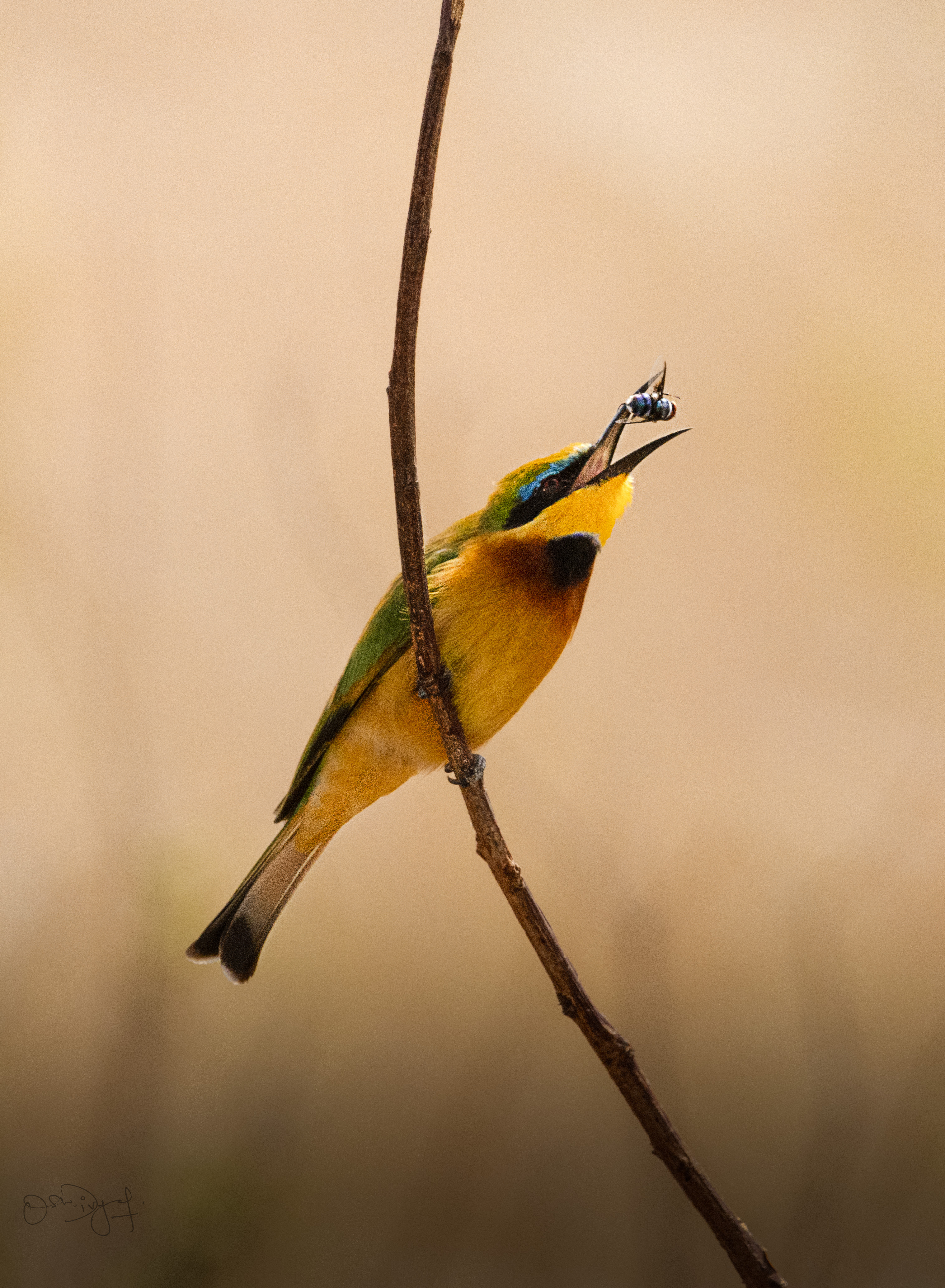 Bee-Eater