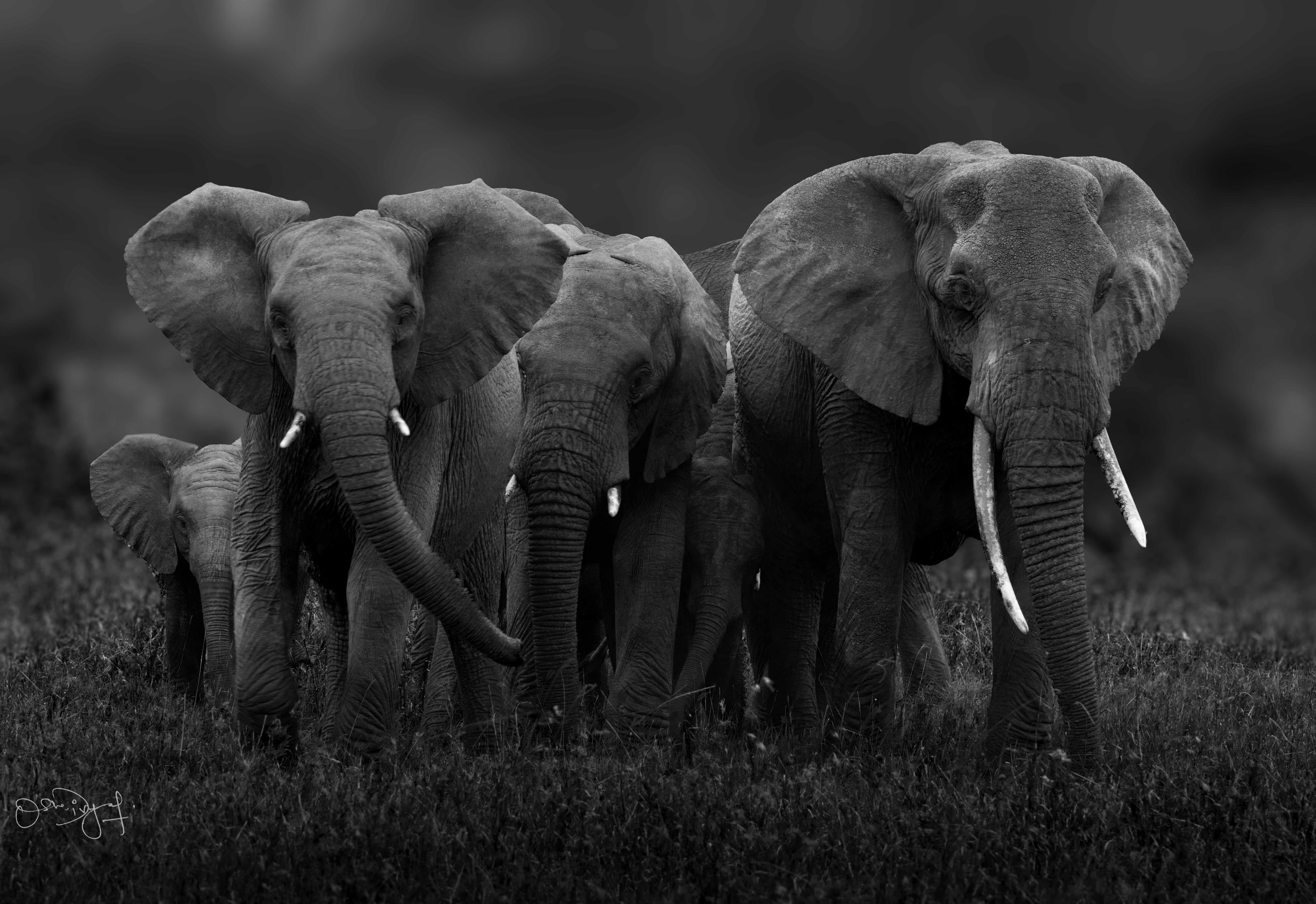 Elephant Herd