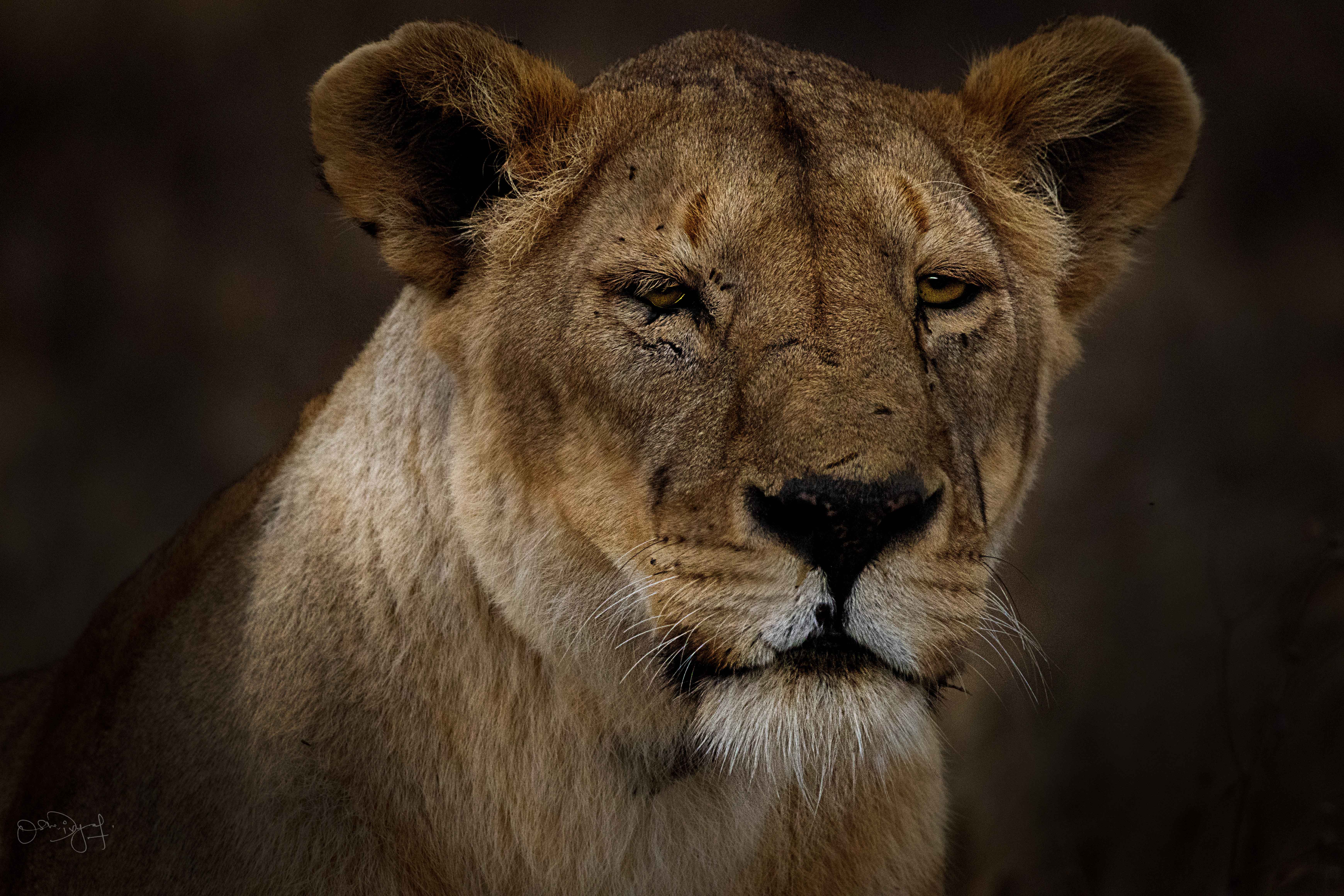 Lioness